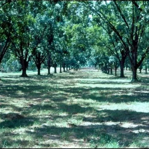 thumbnail for publication: The Pecan Tree